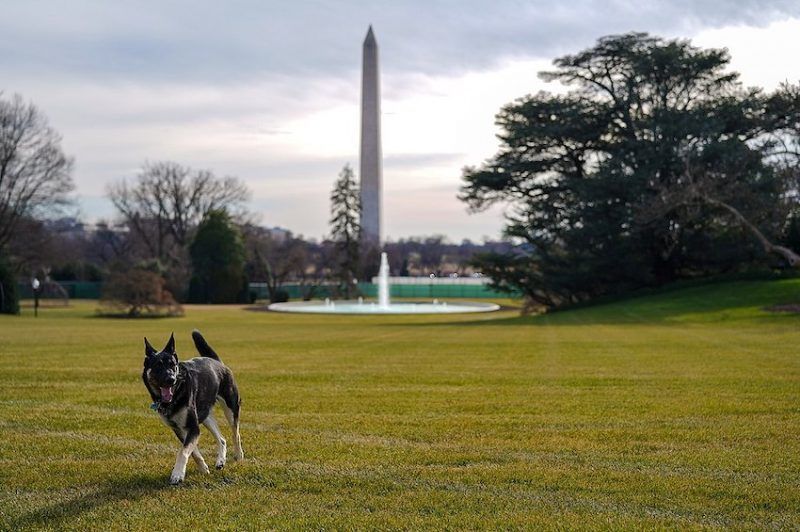 Kế hoạch đào tạo cho chú chó có vấn đề của Thiếu tá, Tổng thống Biden