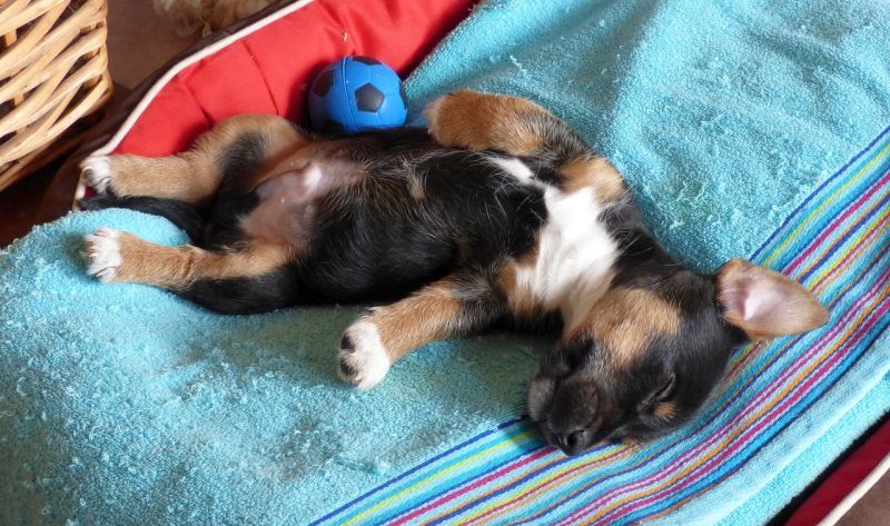 Nhiều con chó nằm ngửa khi ngủ