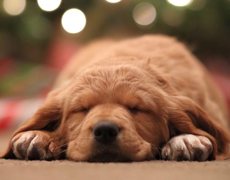Viele Hunde schlafen auf dem Bauch