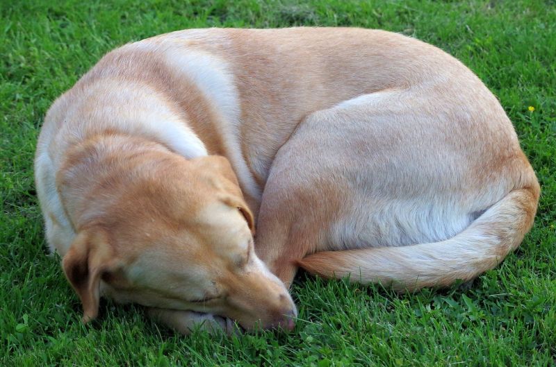 Mange hunde kan lide at sove sammenkrøllet