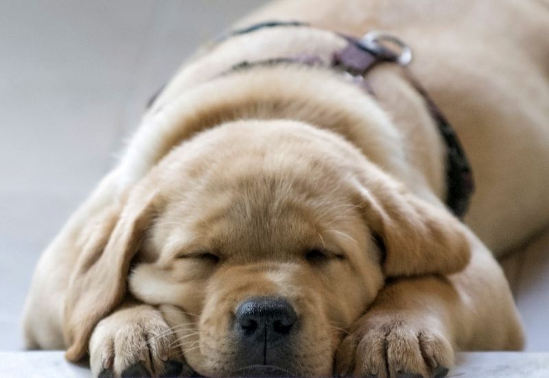 Manche Hunde schlafen im kalten Zustand auf den Pfoten