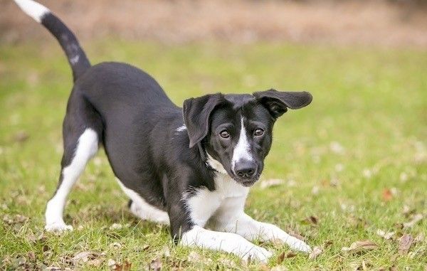 3 Hundekörpersprache-Hinweise, die Ihr Hund spielen möchte!