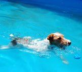 Wire Fox Terrier ว่ายน้ำในสระว่ายน้ำของครอบครัวภาพโดย: Kevin Jones https://creativecommons.org/licenses/by/2.0/