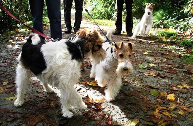 Wire Fox Terriers เดินเล่นในสวนสาธารณะภาพถ่ายโดย: AHLN https://creativecommons.org/licenses/by/2.0/