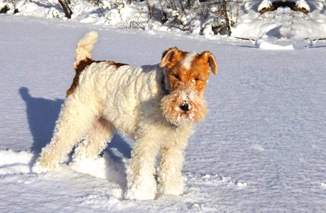 Wire Fox Terrier พร้อมเล่นในหิมะภาพถ่ายโดย: AHLN https://creativecommons.org/licenses/by/2.0/