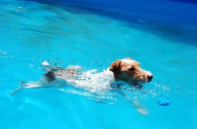 Wire Fox Terrier ว่ายน้ำในสระว่ายน้ำของครอบครัวภาพถ่ายโดย: Kevin Jones https://creativecommons.org/licenses/by/2.0/