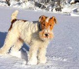 Wire Fox Terrier พร้อมเล่นในหิมะภาพโดย: Ahln https://creativecommons.org/licenses/by/2.0/