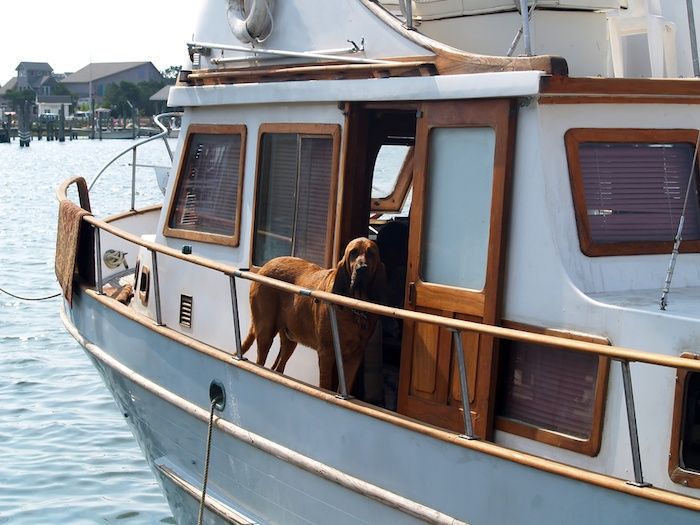 най -добрите рампи за лодки за кучета