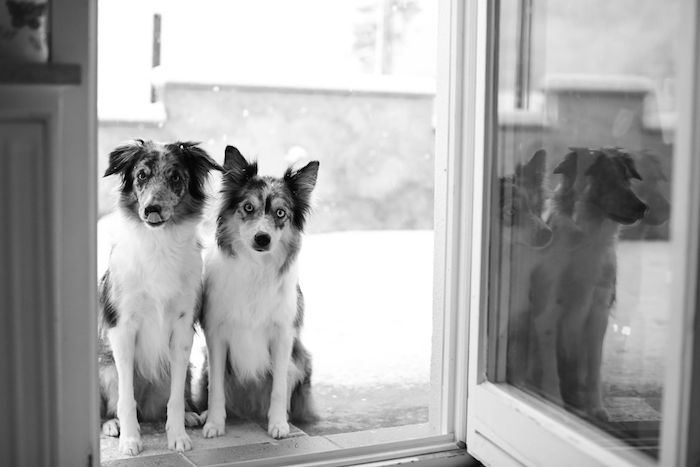 psie dvere do domu