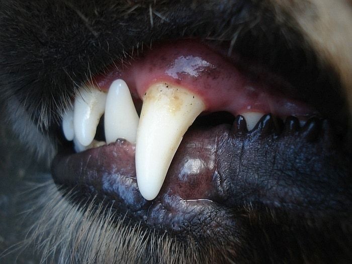 pembersihan gigi anjing