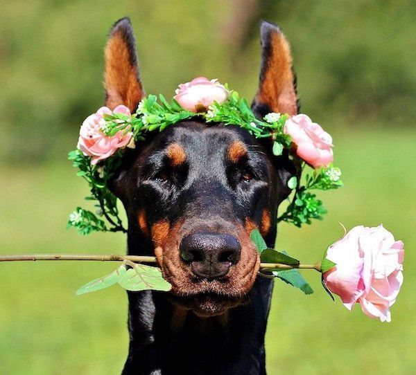 couronne de fleurs de chien