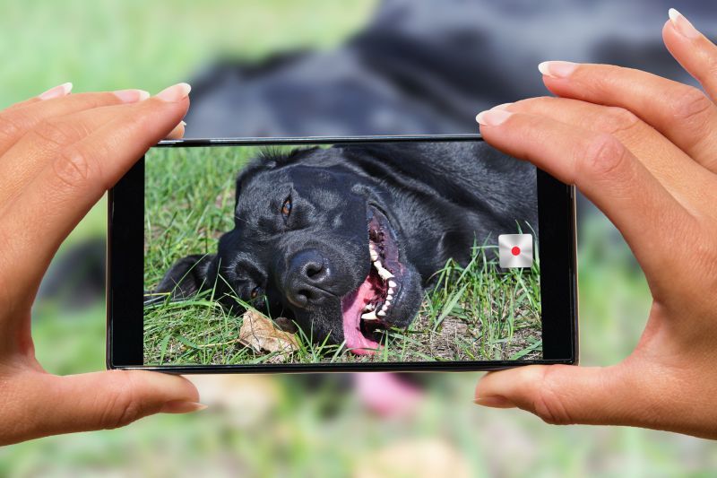 Använda en telefon för hundbilder