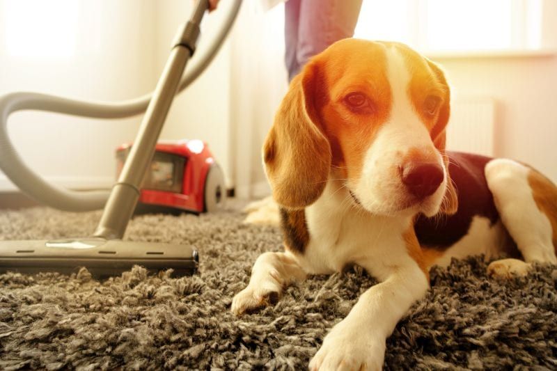nettoyer les odeurs de chien des tapis