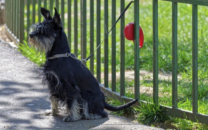 Zäune können Hunde vom Hof ​​fernhalten