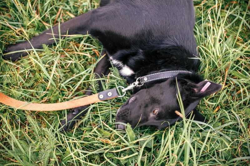 بول الكلب يقتل العشب