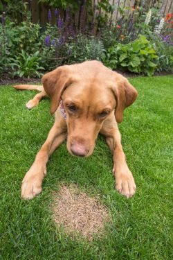 кучешката урина може да убие тревата