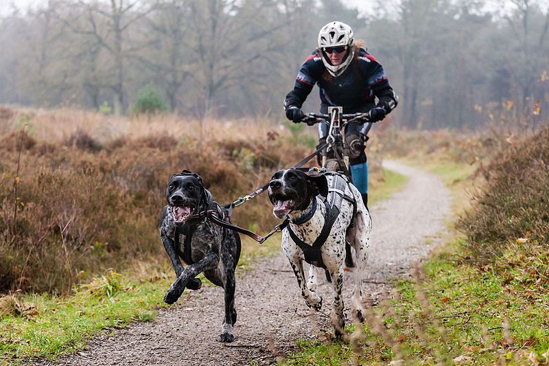 Bikejoring avec chien