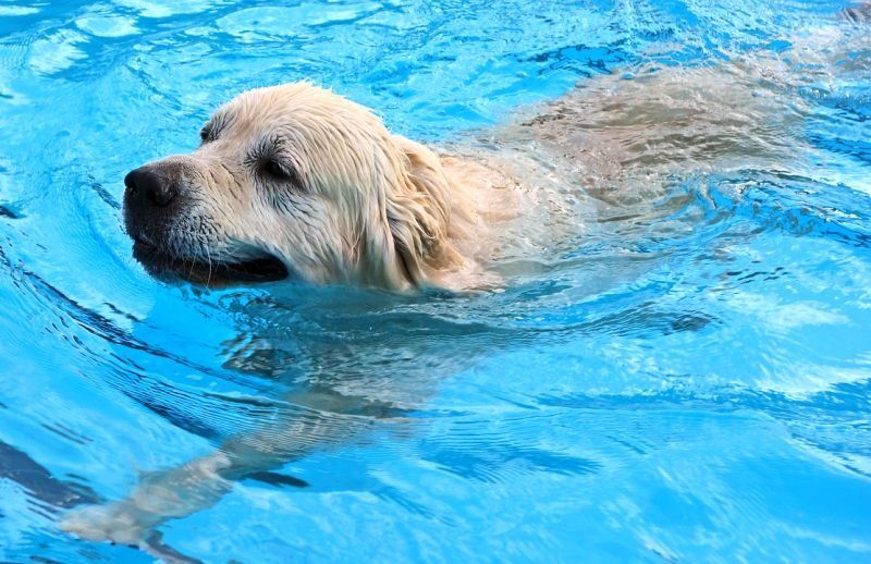 exercice de natation de chien