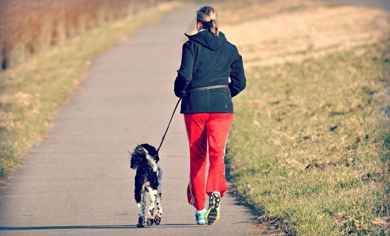 9 façons de faire faire plus d'exercice à votre chien