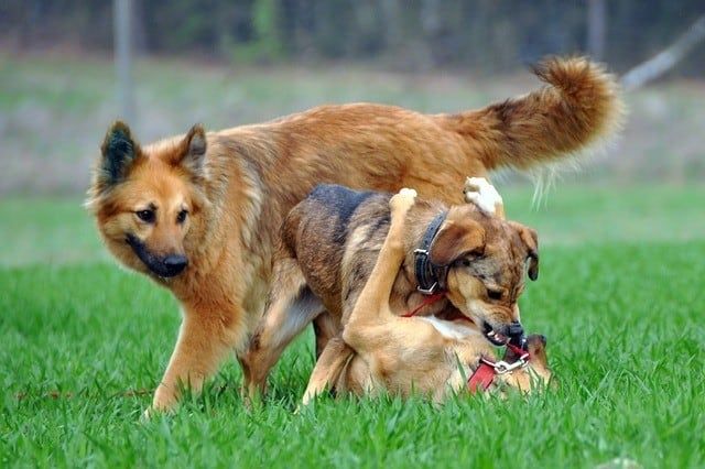 Hunde-spielen-kämpfen