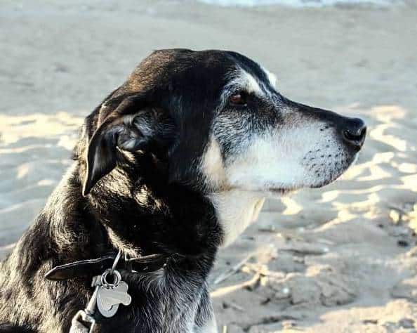 Examen de Paint Your Life: Comment j'ai enfin obtenu un portrait de mon vieux chien Benzy