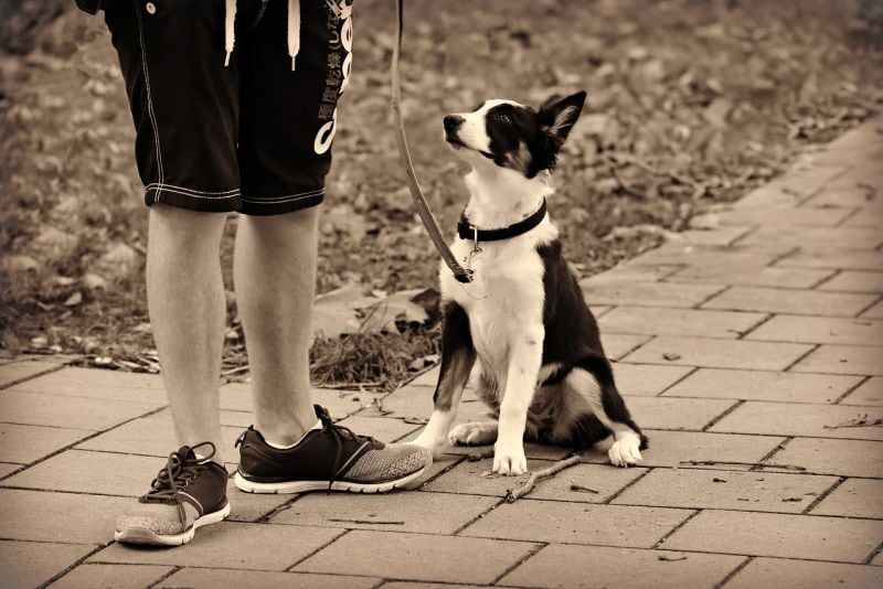 как да изберете приложение за разходка с кучета