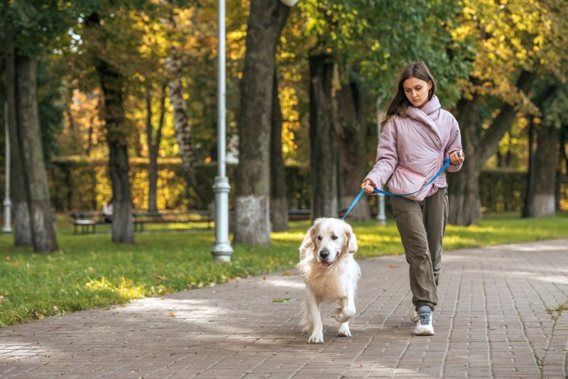 comment fonctionnent les applications de promenade de chien