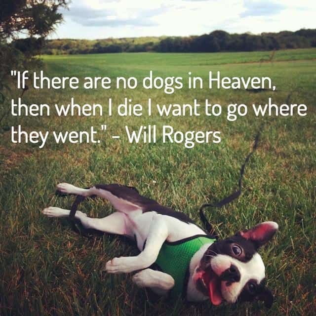 citáty o smrti psa
