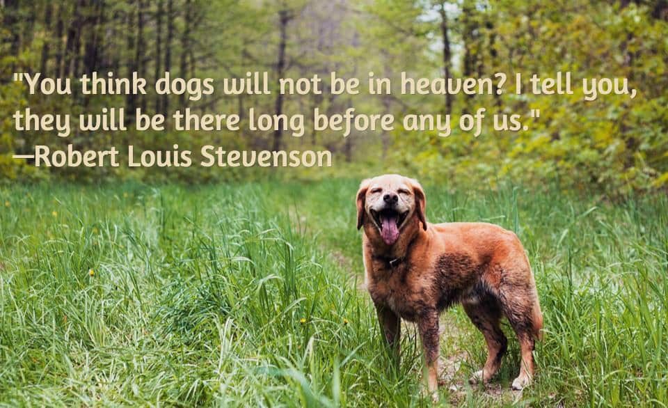 citát zo straty psa