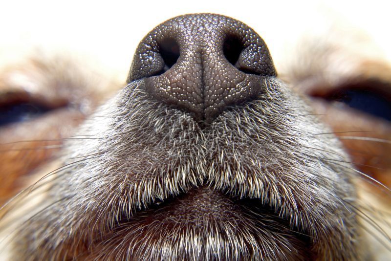 Koiran nenä