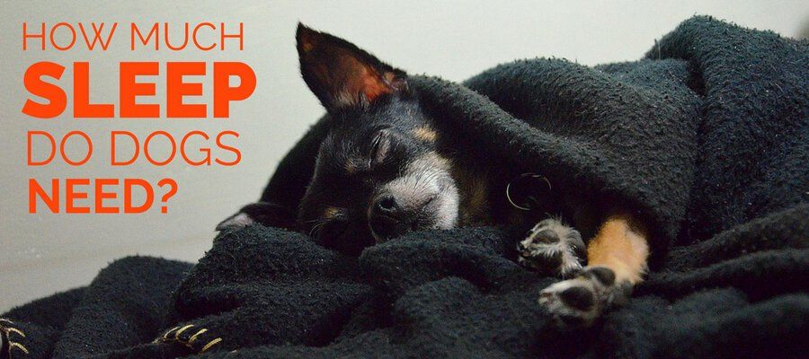 כמה שינה כלבים צריכים?