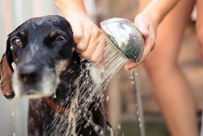 کتے کے غسل کے اوزار