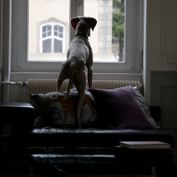 нервозан пас који се пење на кауч