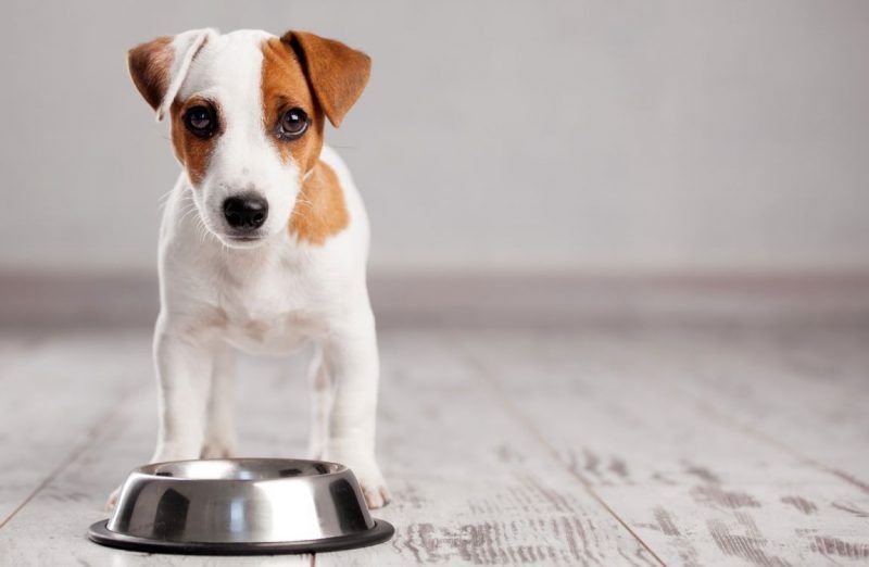 Füttern Sie Hunde separat in Tiny Houses