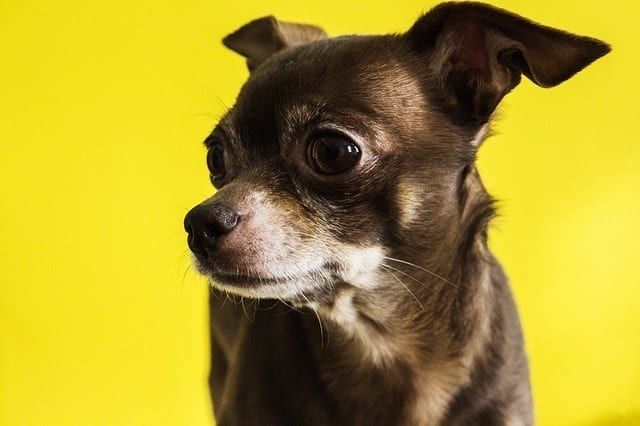 Chihuahuas-Lebensdauer