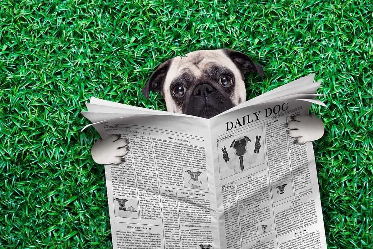 As 10 melhores revistas para cães (sim, as revistas ainda são legais)!