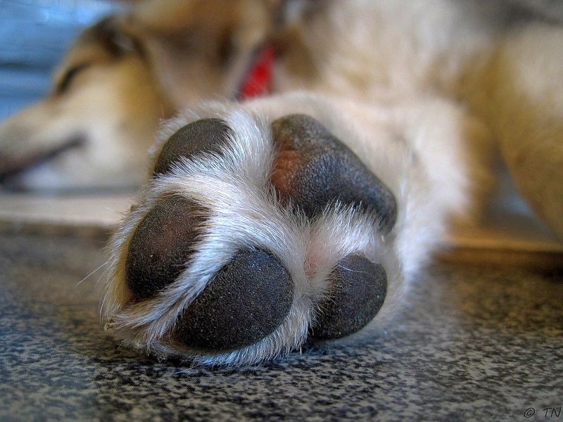 les baumes pour les pattes protègent les pattes des chiens
