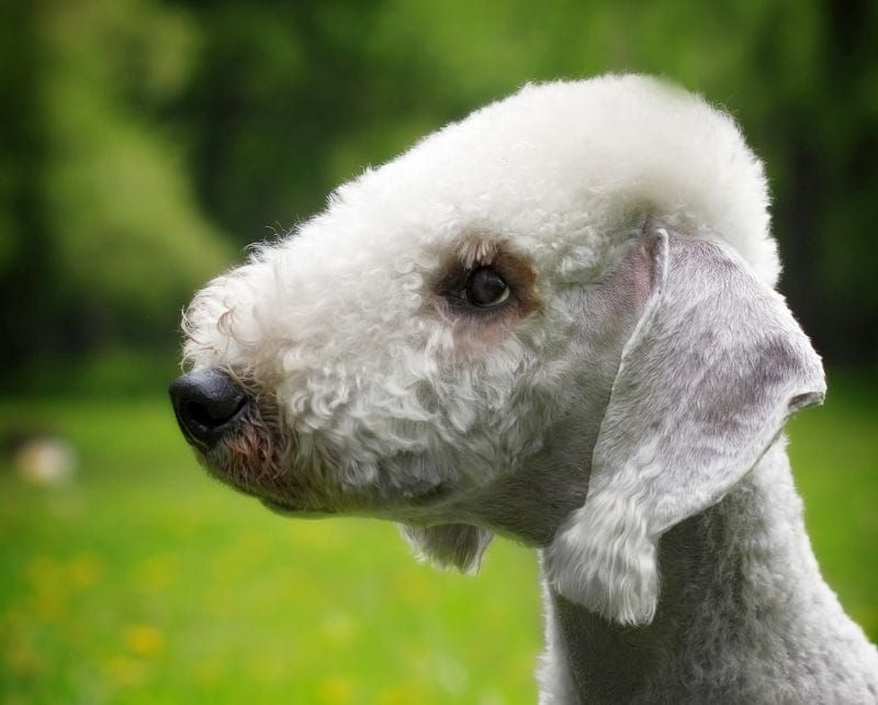 filbert-kujuline koera kõrv