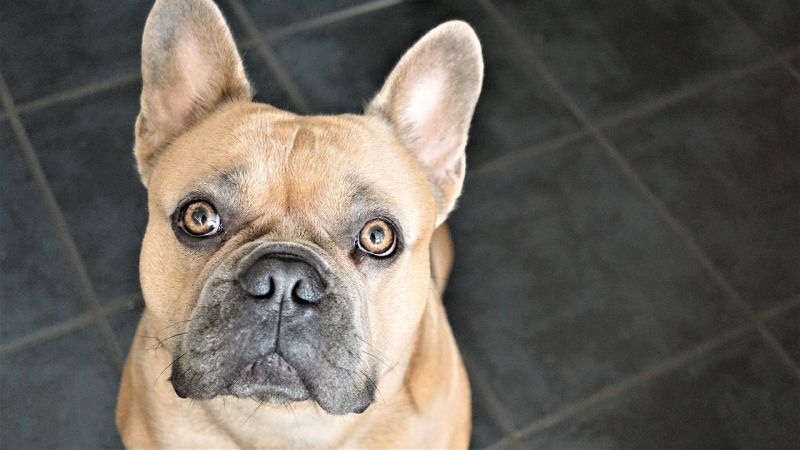въпроси за кучешки уши