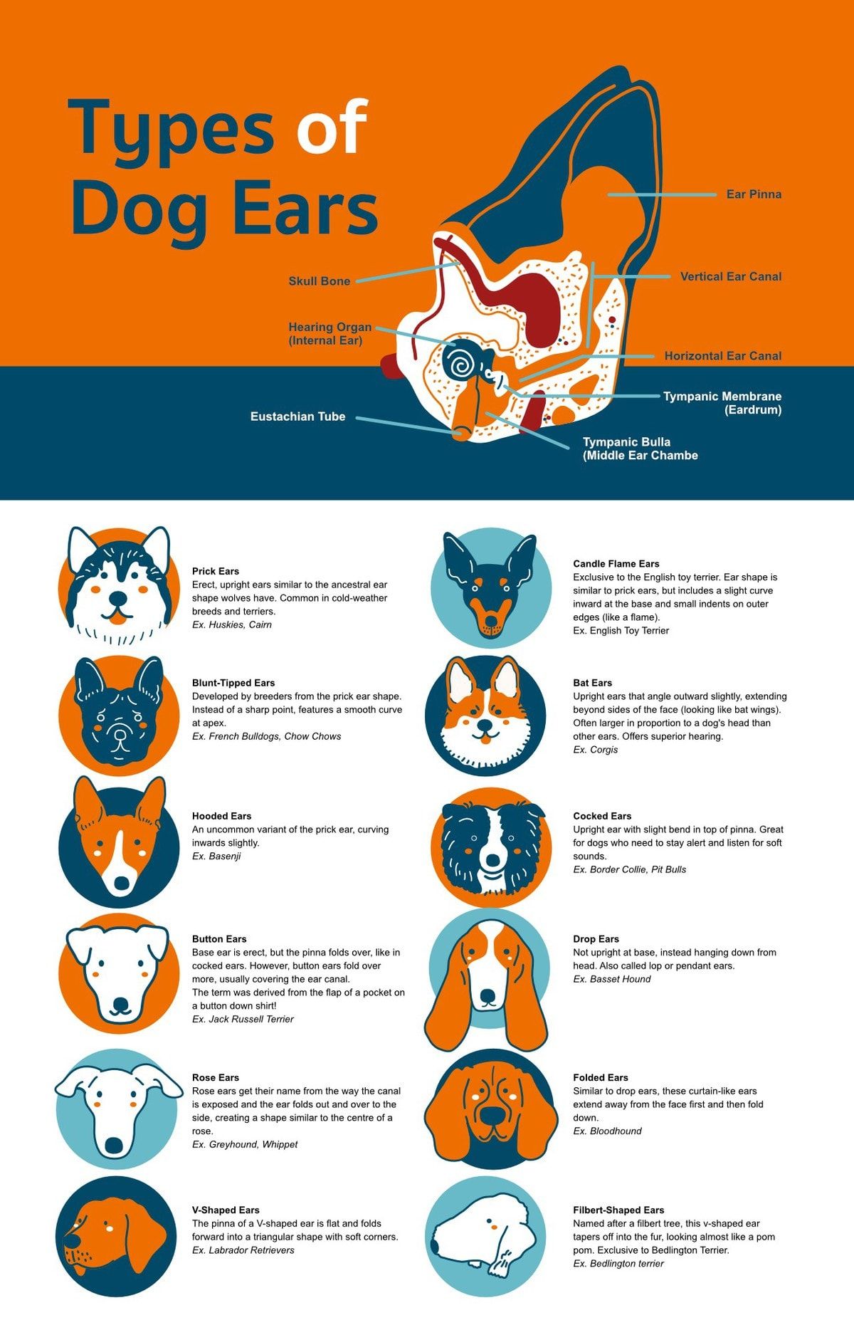 کتے کے کانوں کی 12 اقسام: پوائنٹی سے فلیپی تک!