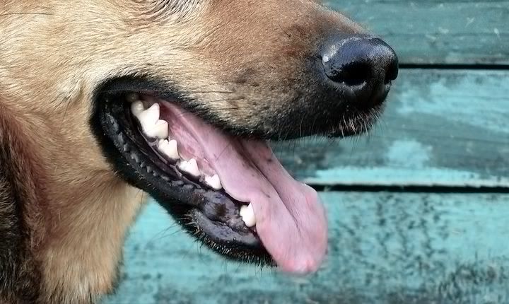 labākā zobu pasta suņiem
