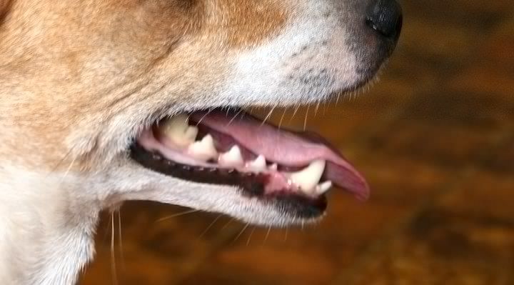 labākā suņu zobu pasta