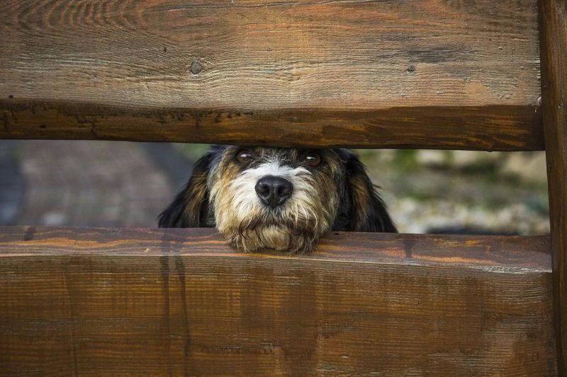 Огради за предпазване на кучета отвън