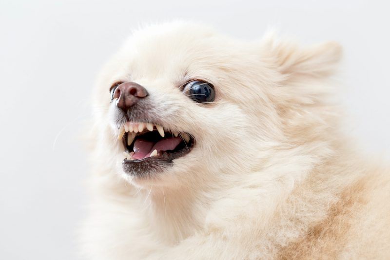 Hội chứng chó nhỏ: Tại sao những con chó nhỏ đôi khi lại gây phiền toái như vậy?