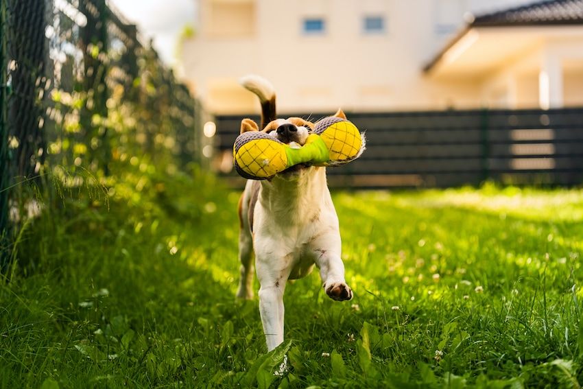 glücklicher Hund im eingezäunten Garten