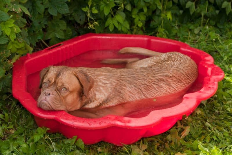 Geriausi šunų baseinai: paleisti tašką