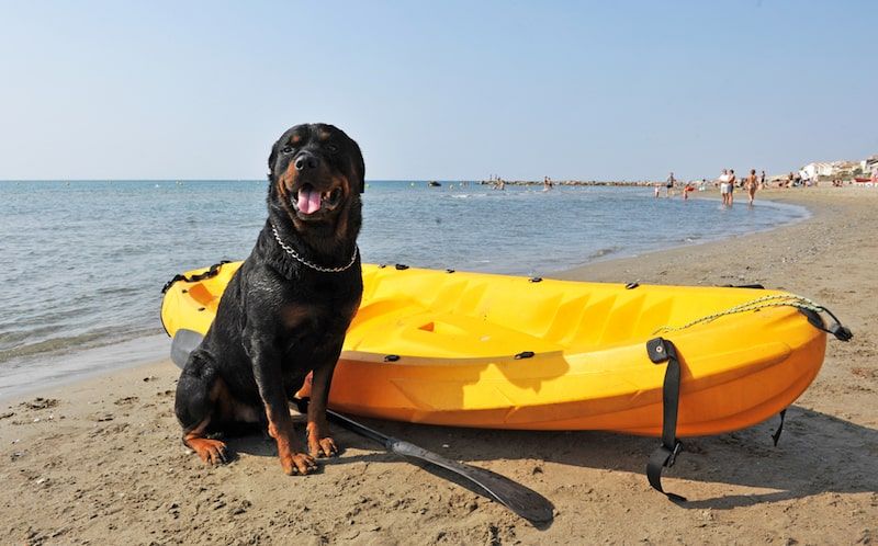 Hướng dẫn cho người mới bắt đầu chèo thuyền kayak cùng chó của bạn