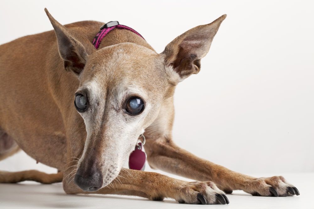 Pes slepota: Príčiny, ošetrenia a produkty pre slepotu psov