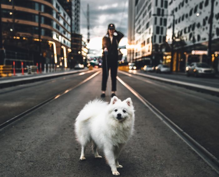 A legjobb városok kutyáknak: Hová kell mozogni a Fido segítségével