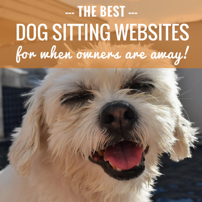 Die besten Hundesitting-Websites